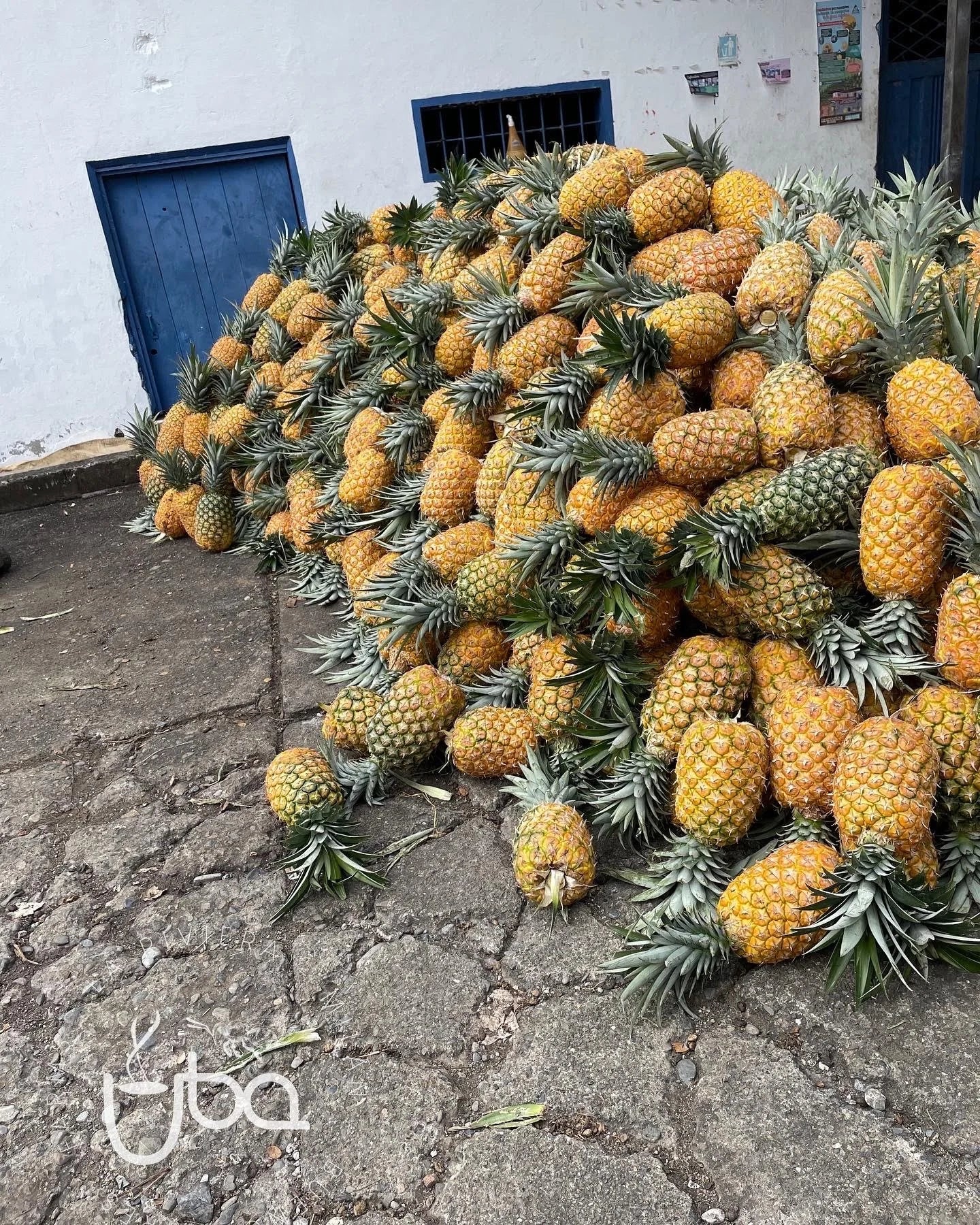 Colombia - Finca Milan April