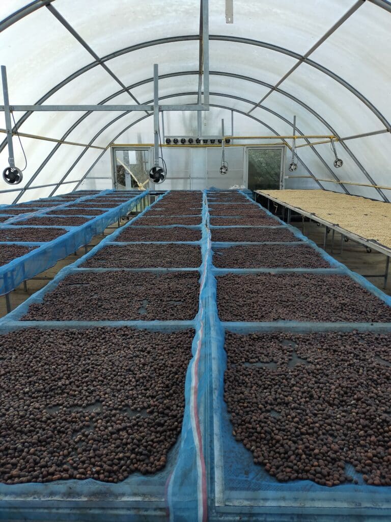 Kinnari - Thailand Mae Chedi