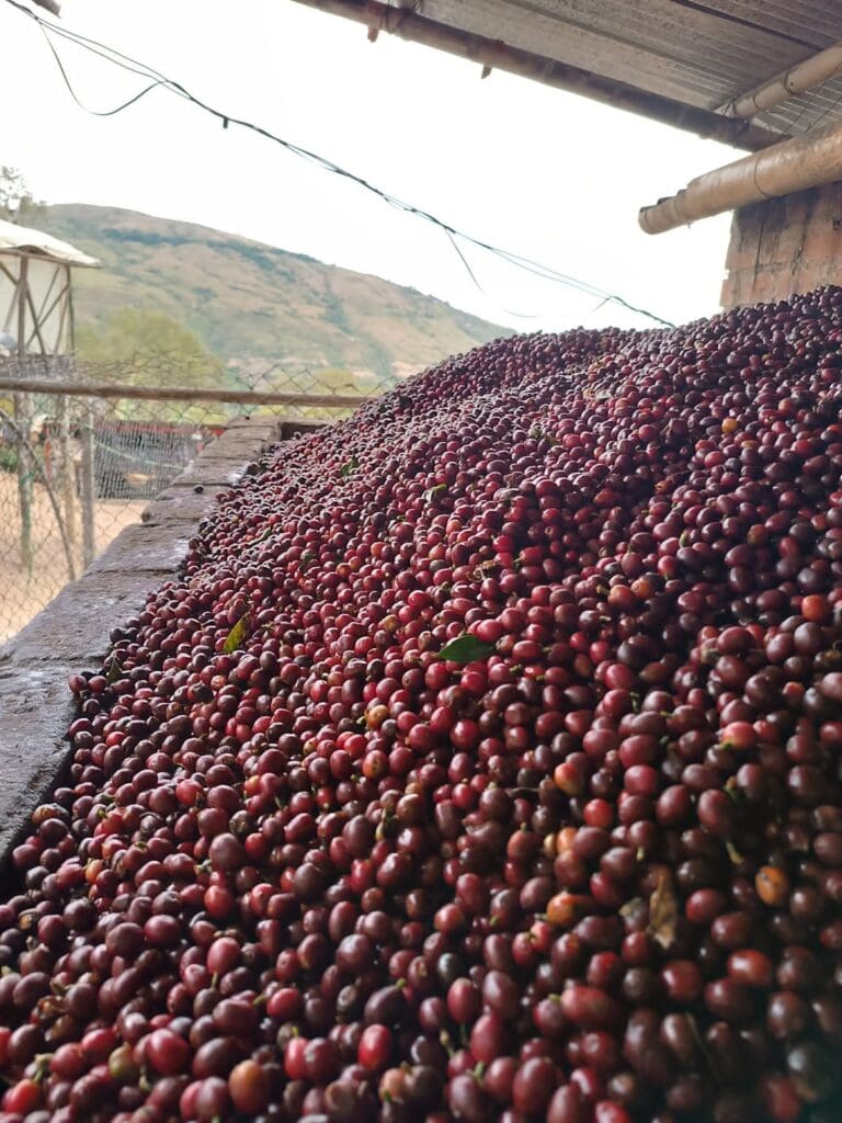 Eos - Washed Colombia Villa Sol