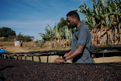 Loki - Natural Ethiopia Laayyoo