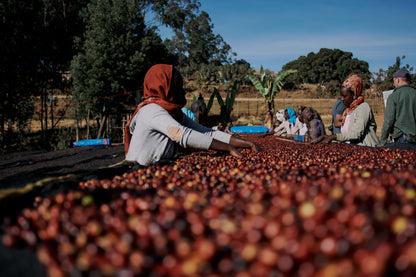 Loki - Natural Ethiopia Laayyoo