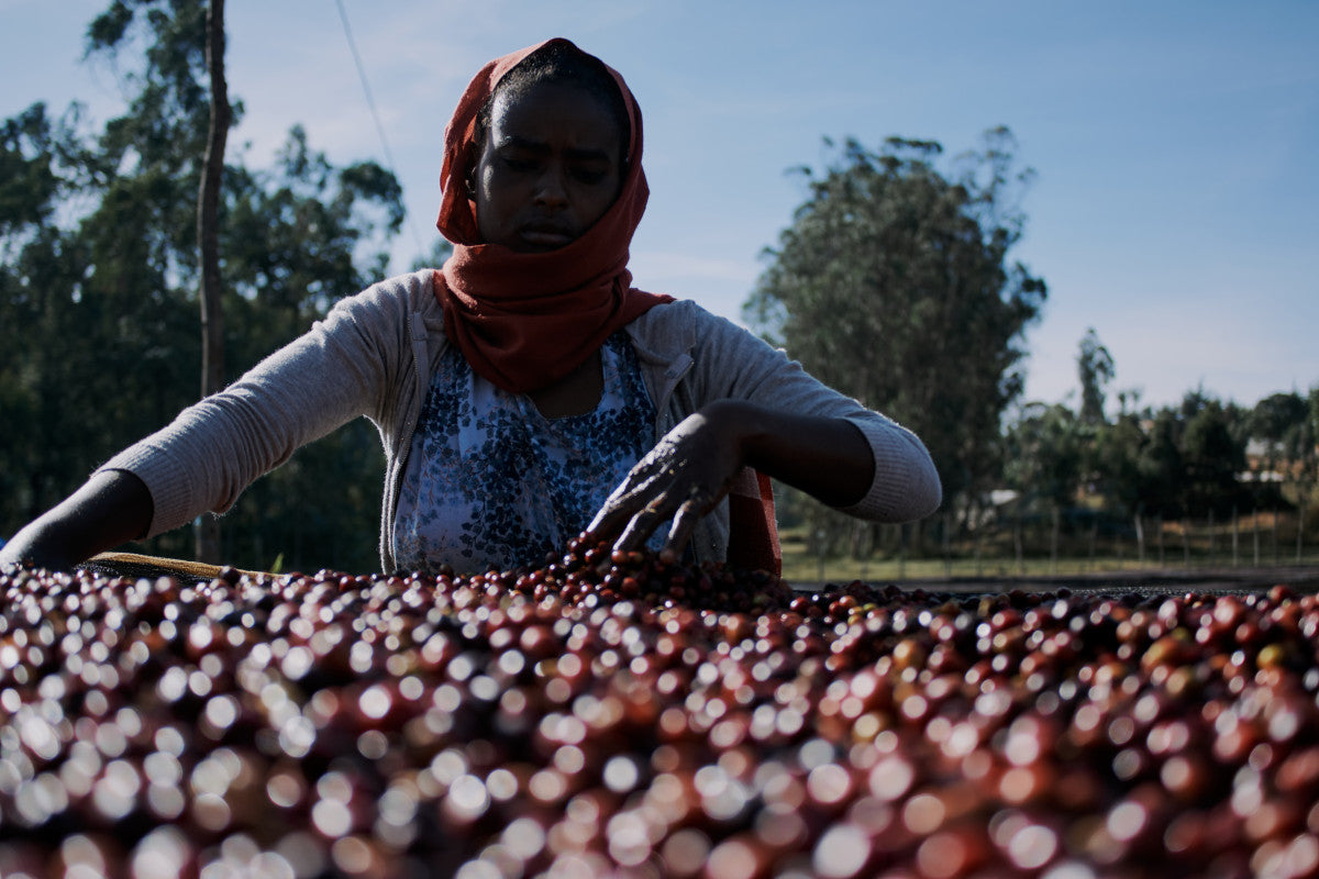 Loki - Natural Ethiopia Laayyoo