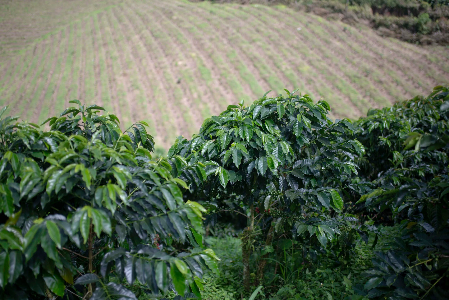Colombia - Finca Milan April