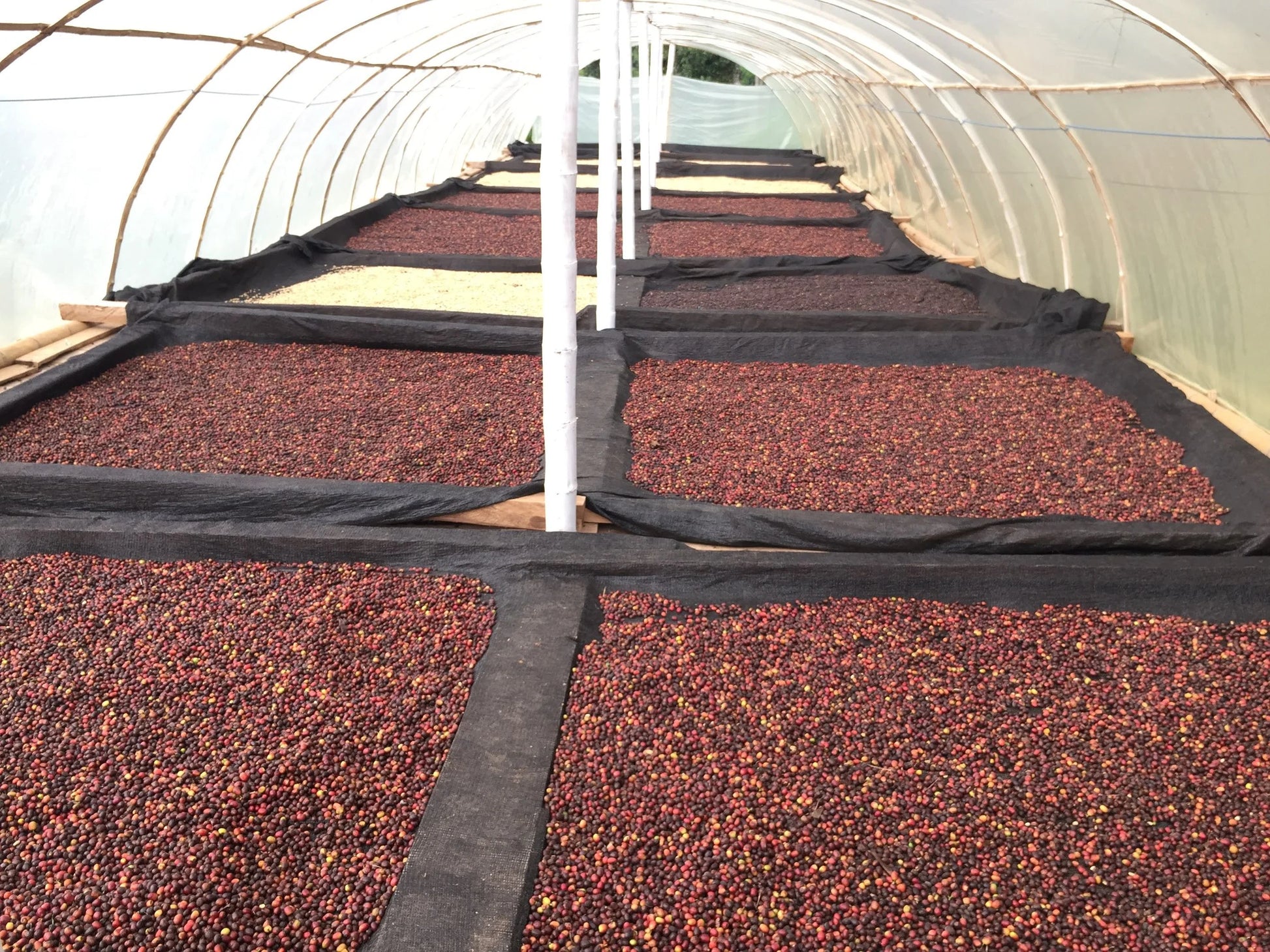 Colombia - Finca Milan April – Mythical Coffee