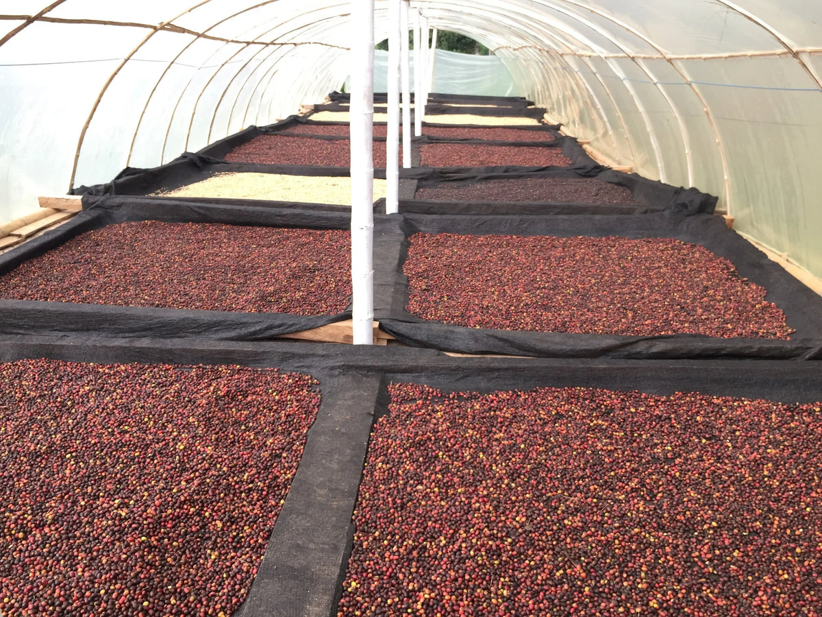 Colombia - Finca Milan April